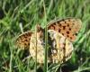 Argynnis aglaja